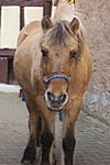 Elfi