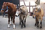 Gina, Birk und Elfi