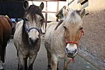 Birk und Arve